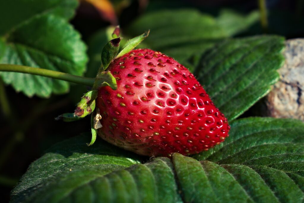 Strawberry Banana Protein Smoothie